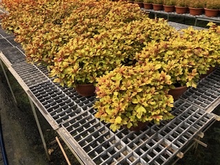 coleus1