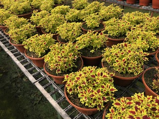 coleus3