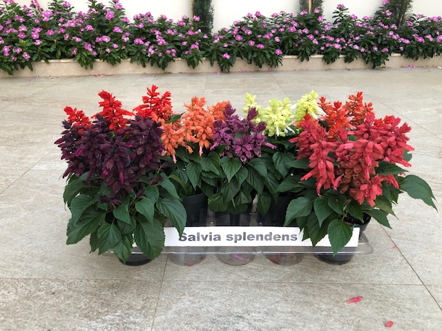 salvia1